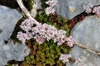 Sedum album