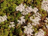 Sedum album