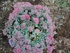 Sedum cauticola