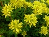 yellow star-shaped flowers.