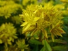 Sedum kamtschaticum
