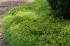 Sedum lineare