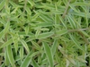 Sedum lineare 'Variegatum'