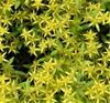Sedum lineare