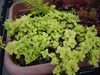 Sedum makinoi 'Ogon'