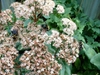 Sedum 'Matrona'