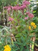 Sedum 'Matrona'