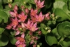 Dark pink, star-shaped flowers.