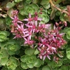 Phedimus spurius