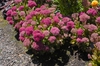 Sedum 'Birthday Party'