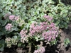 Pink flowers and lime green, succulent leaves.
