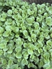 lime green, succulent leaves.