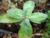 Sedum 'Matrona'
