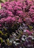 Pink flowers and burgundy colored succulent leaves.