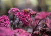 Pink flowers and burgundy colored succulent leaves.