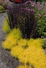 Sedum 'Touchdown Teak'