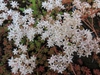 Sedum album