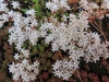 Clusters of small white star-shaped flowers