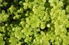 Sedum makinoi