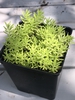 Potted
