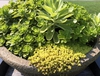 Mixed pot