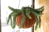 Sedum morganianum