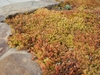 Mat-forming succulent with bronze foliage.
