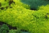 Mat-forming succulent with apple green foliage.