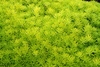 Mat-forming succulent with apple green foliage.