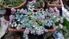 Hylotelephium sieboldii