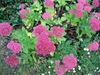 Sedum spectabile