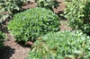 Sedum spectabile 'Autumn Joy' leaves