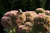Sedum spectabile 'Autumn Joy' flower with bee