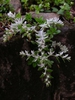 Sedum ternatum
