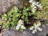 Sedum ternatum