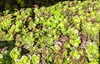 Sedu tetractinum 'Coral Reef'