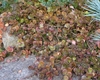 Bronze-colored succulent foliage