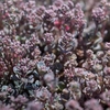 Pink flowers and burgundy colored succulent leaves.