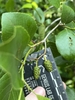 Seed bud in June in Bridgeville, Maryland