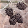 Seed cones in January in Bridgeville, Maryland