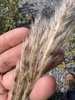 Seedhead in September in Pilot Mountain, North Carolina