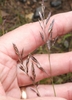 Seedhead in August in Alberta, Canada