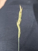 Seedhead in August in Breckenridge, Colorado