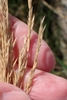 Seedhead in September in Portsmouth, United Kingdom
