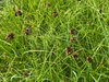 Seed heads in August in Ticino, Swtzerland