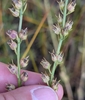 Seed heads in September in Crawford County, Michigan