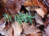 small seedling with flattened needles growing in leaf litter.