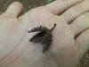 Seed pod in June in Yamanashi, Japan