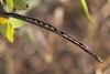 Seed pod & seeds in Bastrop County, Texas