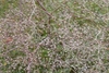 Seedpods in July in Aken, Germany
